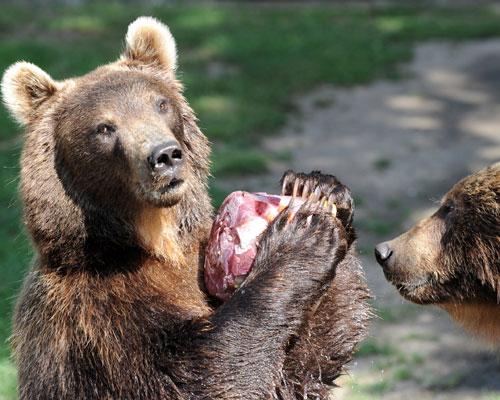 Osos en Alemania bears 1