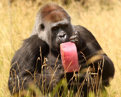 La gorilla Effie gorilla