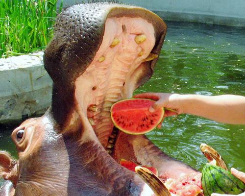 Hipopótamo hippo