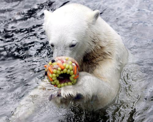 Oso polar Knut knut