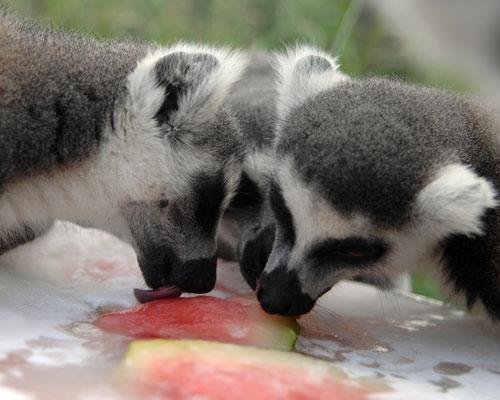 Tres lémures en el parque Safari de Hangzhou en China lemurs 1