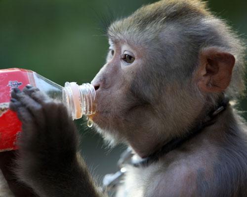 Macaco se refresca con una bebida fría en Tianjin, China monkeydrink
