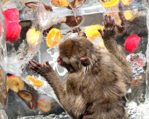 Un macaco se pega a un bloque de hielo en el zoológico Ueno de Tokyo monkeyice