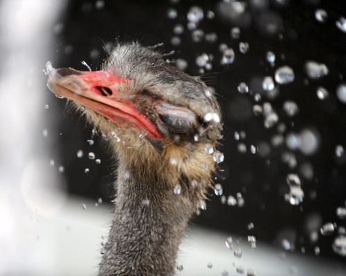 Avestruz de Bozhou, China ostrich