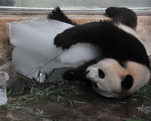 Panda en el zoológico chino de Wuhan panda 4