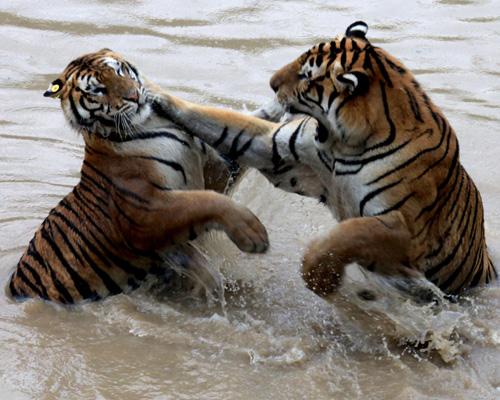 Tigres de Huangshan, China tigers 2
