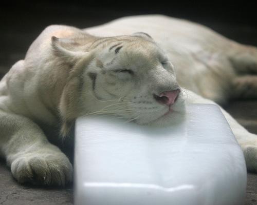 Tigre blanco de bengala whitetiger