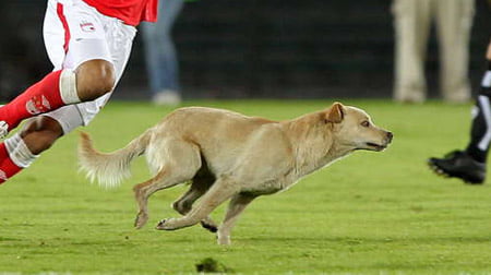 perro