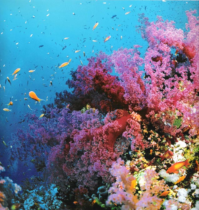 Barrera de coral de Australia grande barriere de corail 18