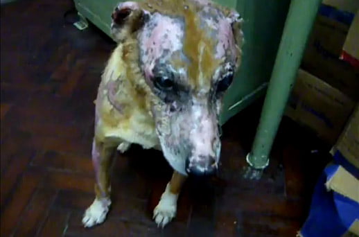 Benet, el perro que quemaron vivo, se recupera benet se recupera