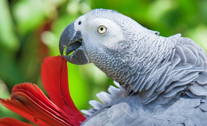 chico