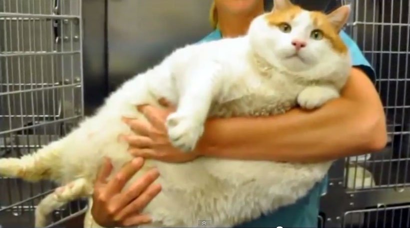 meow