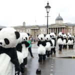 108 pandas invaden Trafalgar Square en Londres Pandas in london 13