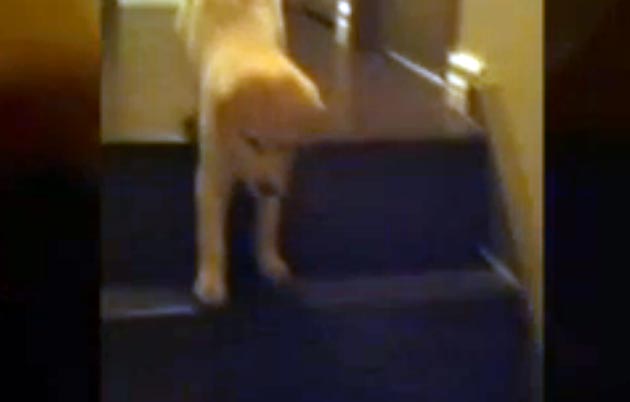 Video: Perro le enseña a cachorro a bajar las escaleras cachorro baja las escaleras