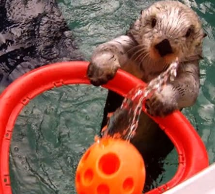 Sea-Otter-Plays-Water-Basketball-to-Ease-the-Pain-Caused-by-Its-Arthritis-2 Sea Otter Plays Water Basketball to Ease the Pain Caused by Its Arthritis 2