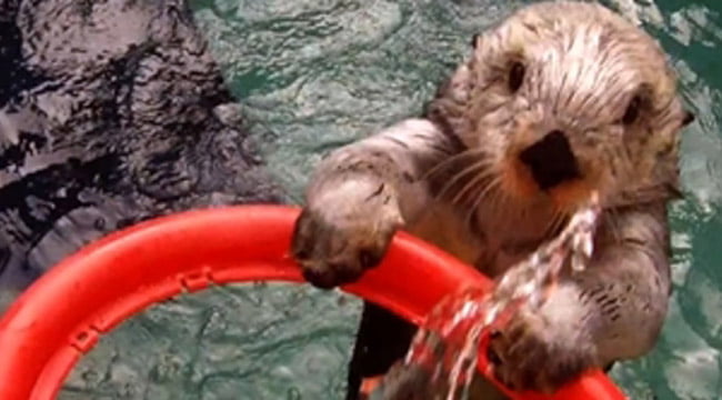 eddie la nutria que juega basquetbol