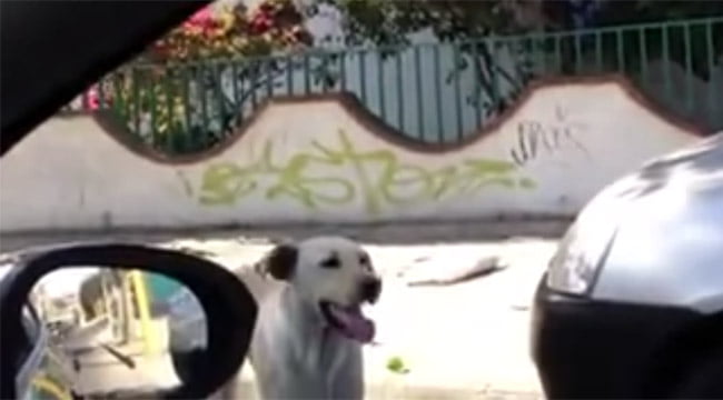 cayetano el perro de