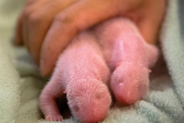 nacimiento gemelos panda 1