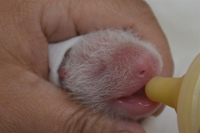 nacimiento gemelos panda 4