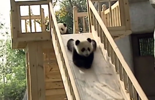 Video: Pandas se divierten en una resbaladilla pandas
