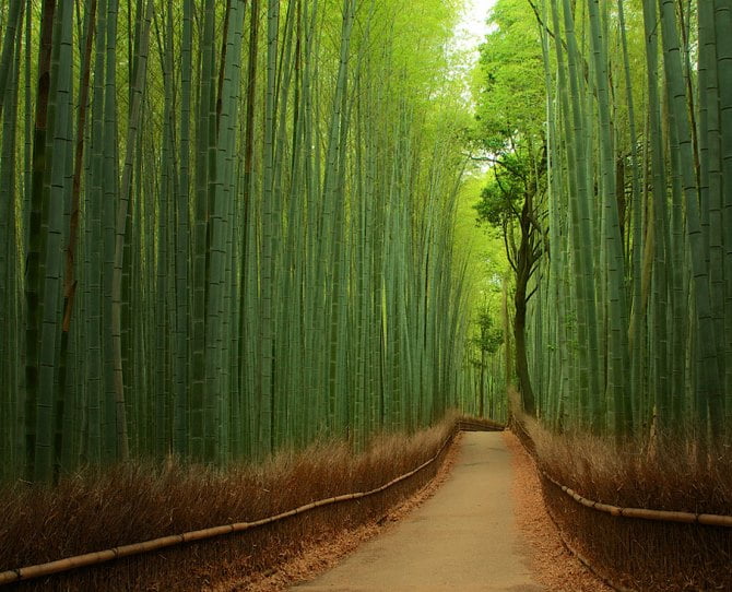 parque de bambu japon