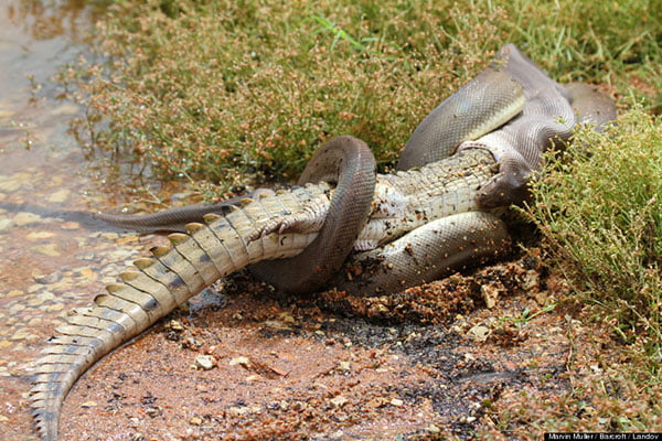 Video: Serpiente se come un cocodrilo Serpiente se come un cocodrilo 2