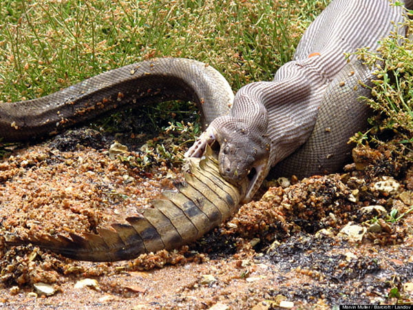 Video: Serpiente se come un cocodrilo PYTHON VS CROCODILE