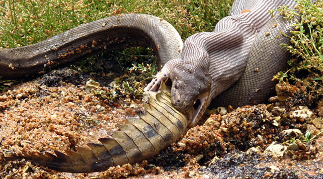 Serpiente se come un cocodrilo feat