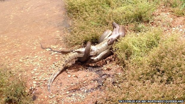 Video: Serpiente se come un cocodrilo Serpiente se come un cocodrilo