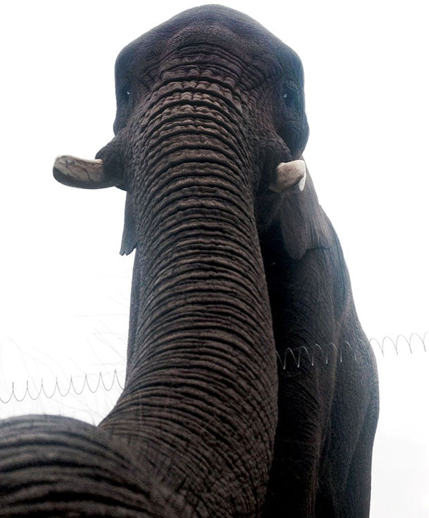 Elephant-selfie