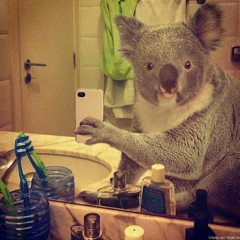 selfie koala