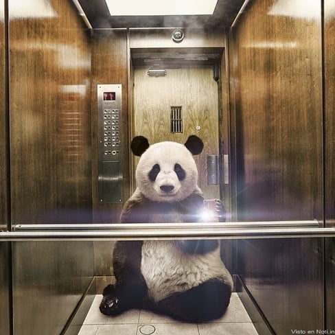 selfie panda